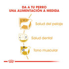 Royal Canin Adult Poodle pienso para perros, , large image number null